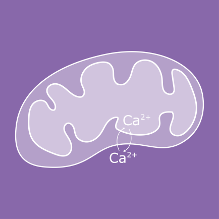 news-mitochondrial-calcium-uptake.png